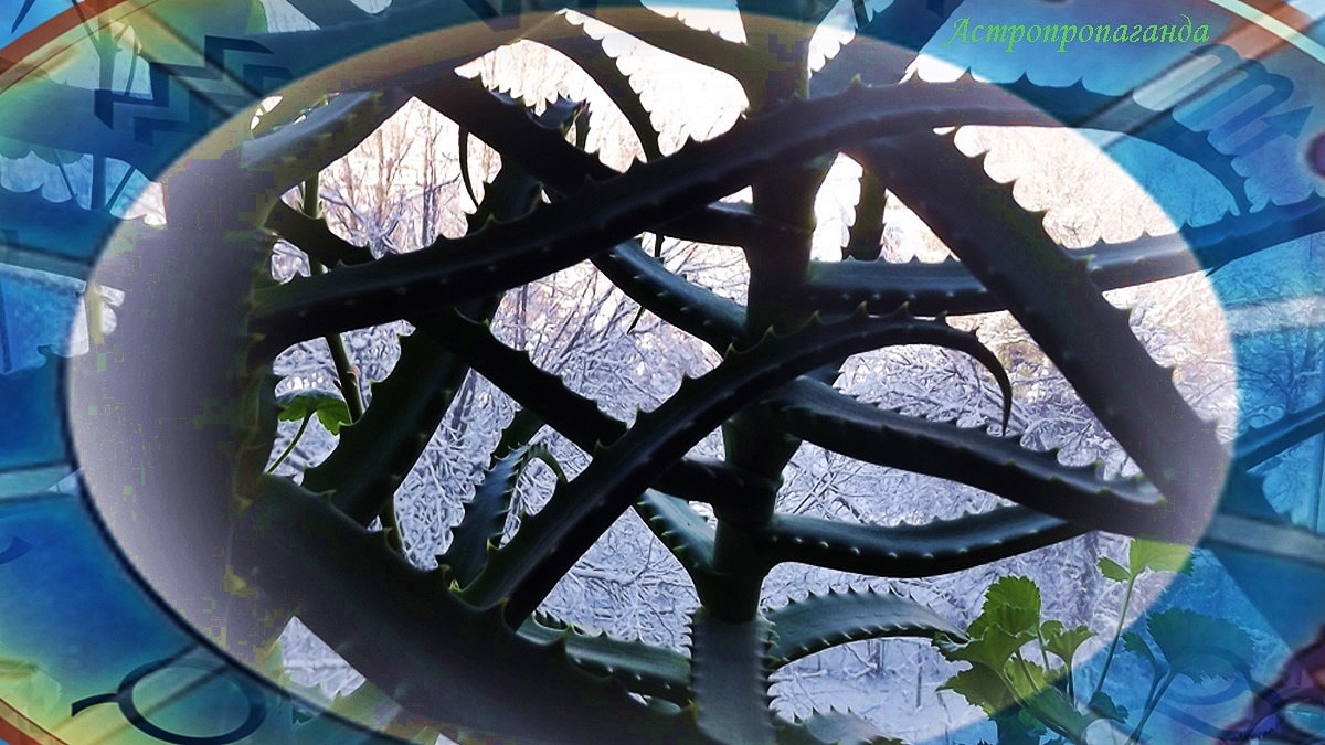 Гороскоп со 2 по 8 февраля 2026: квадратуры Урана с Меркурием и Венерой | Недельный гороскоп