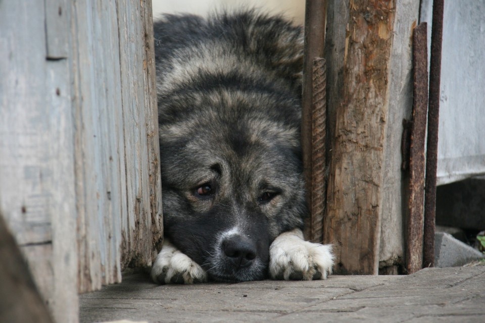    Чтобы обезопасить питомца от бешенства, необходимо вовремя его вакцинировать. Елена ВАХРУШЕВА