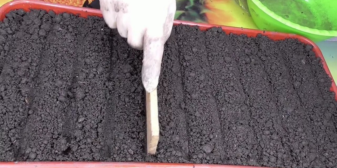 Благоприятные дни для посева перца на рассаду в 2026 феврале и марте году по лунному календарю.