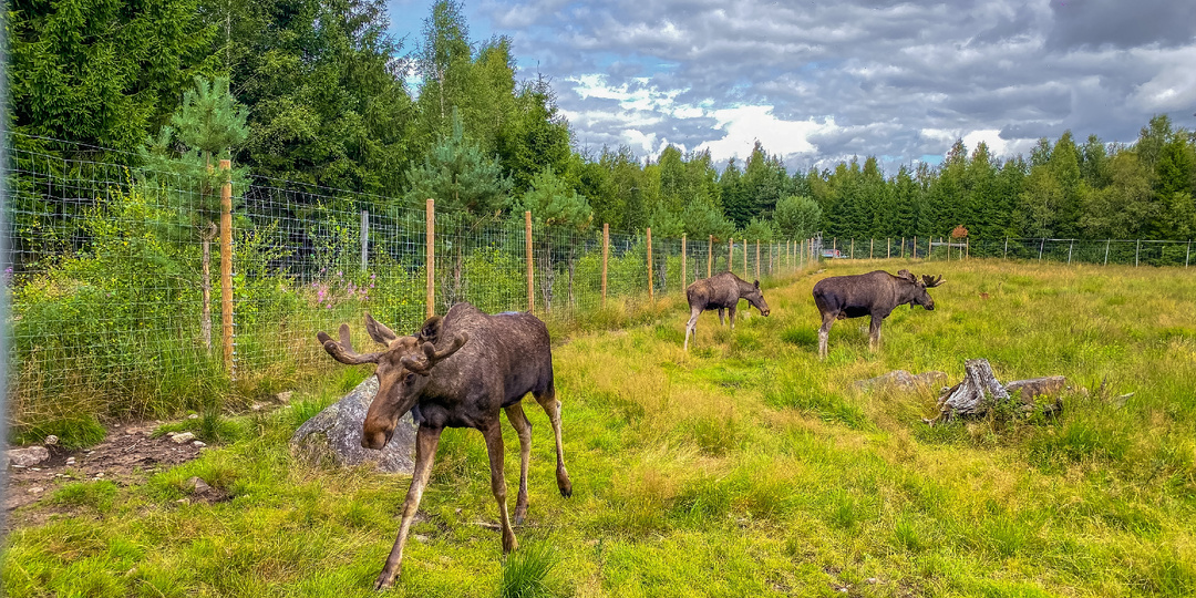 Лосихи без лосят: кто истребляет детёнышей сохатых в тайге