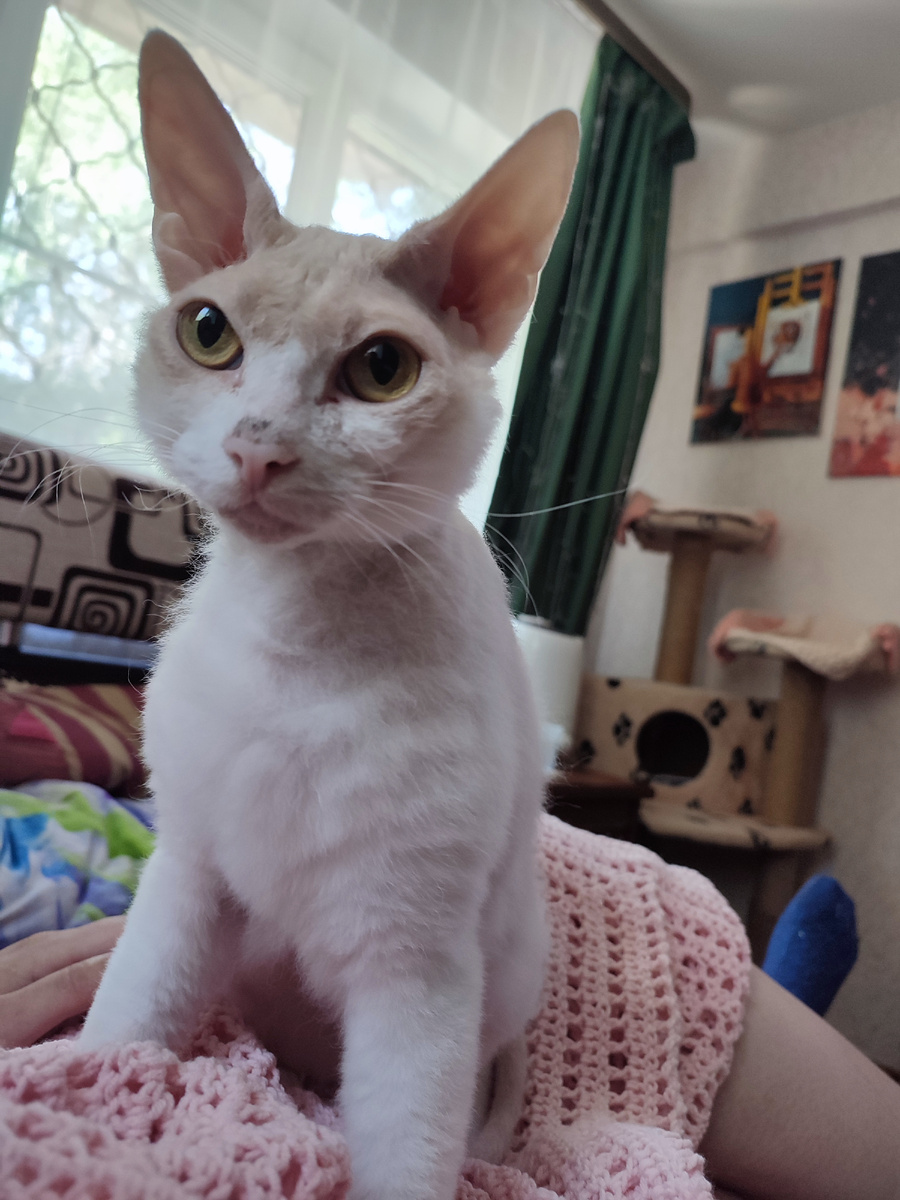 Глава семьи