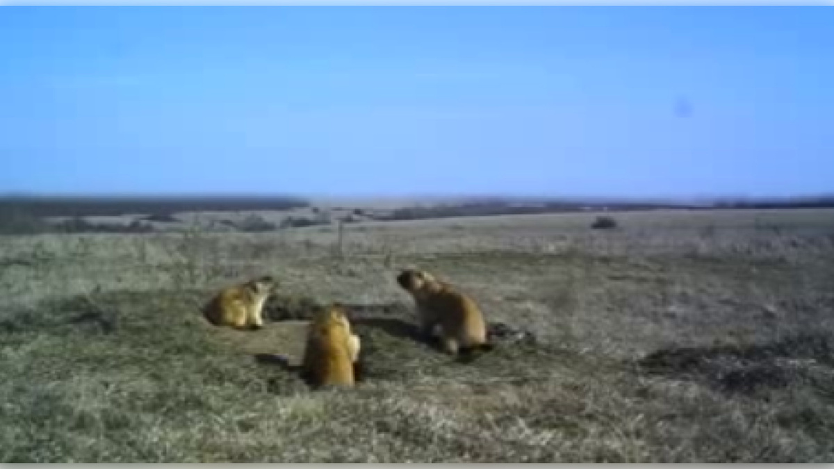    В Курской области сурки в начале февраля ещё теплолюбиво спят в своих норках