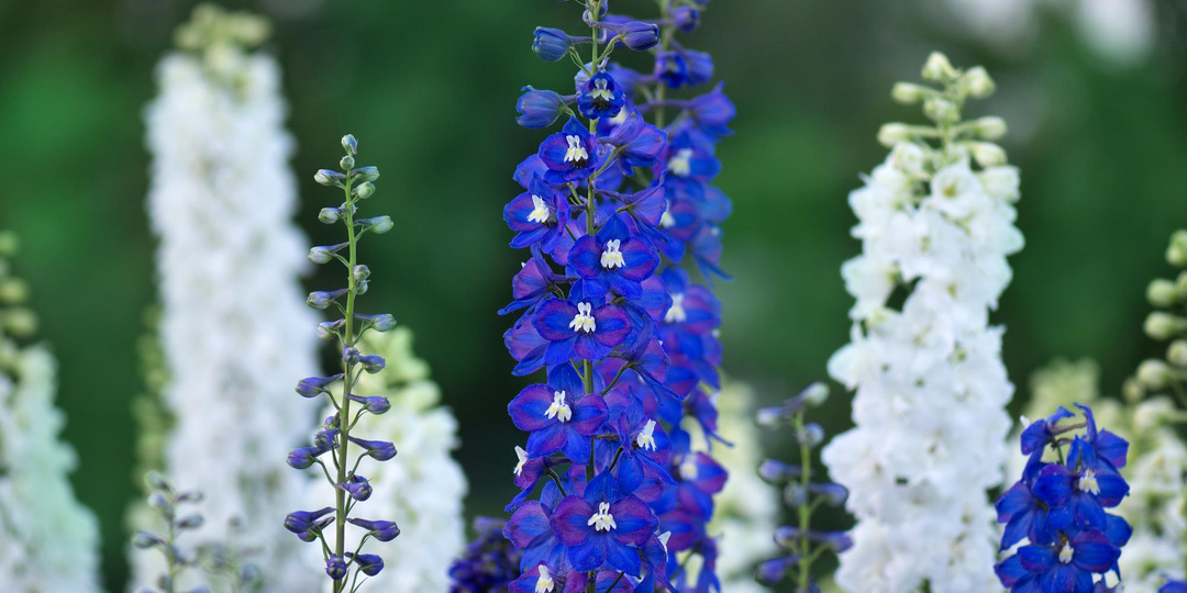 Как посадить многолетники в первый раз и не наделать ошибок