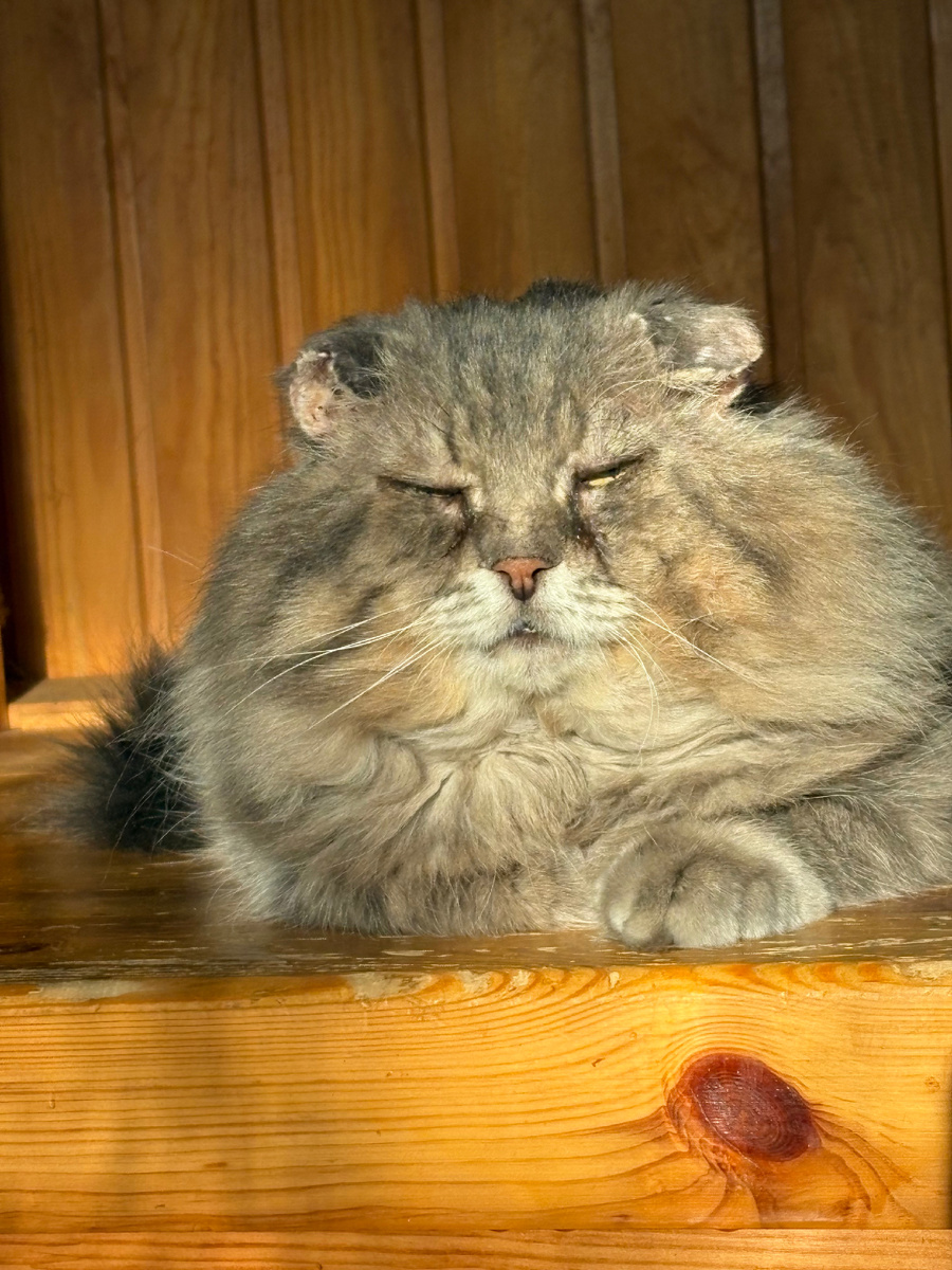 Вот мне больше нечего делать, как мурлыкать! Везде фото автора.