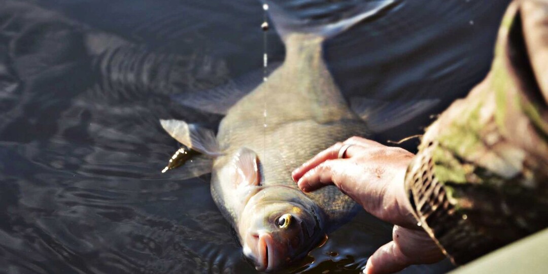 Три подлещика по килограмму, потом музыка на берегу и клёв как отрезало: почему лещ уходит от шума.