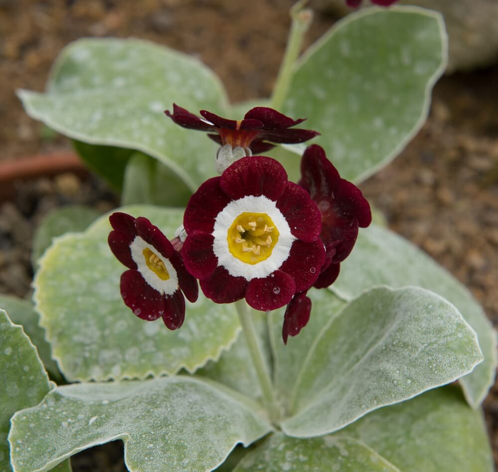 auricula "Gizabroon". Фото с сайта https://horticulture.co.uk

