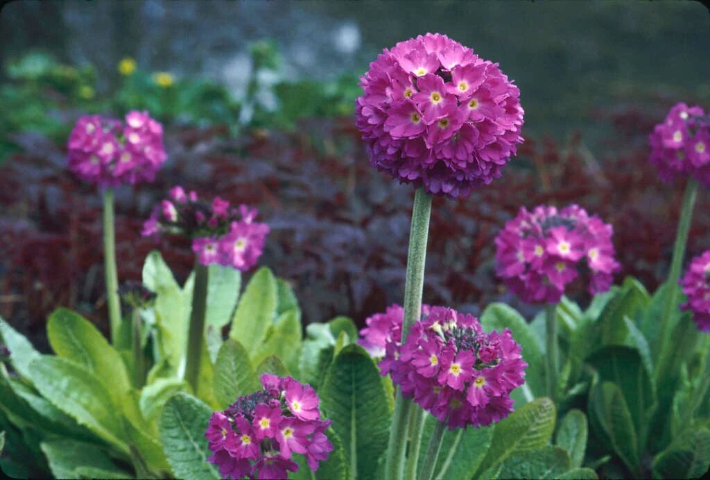 Фото с сайта https://www.rhs.org.uk/