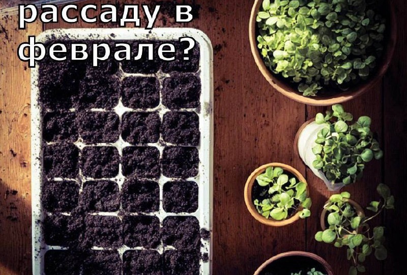 Что посеять на рассаду в феврале