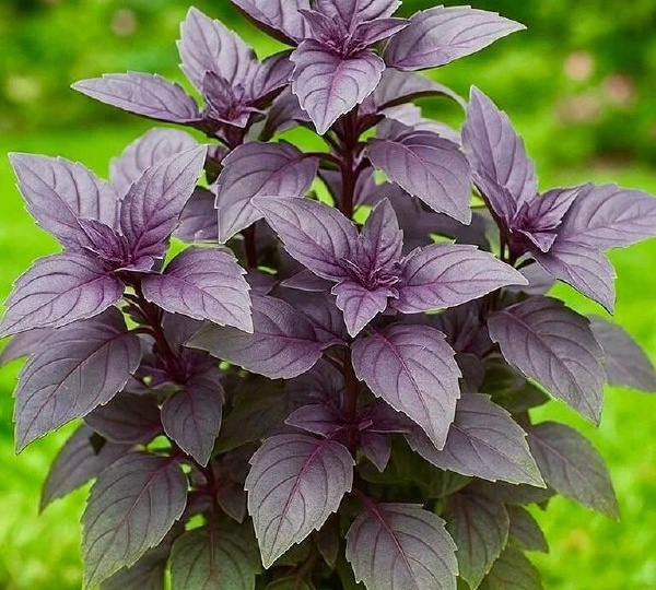 ​ГРАФИК ПОДКОРМОК ТОМАТНОЙ РАССАДЫ