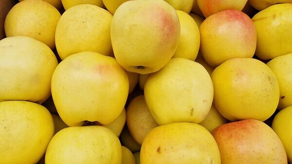    © Sputnik / Александр Жибуль