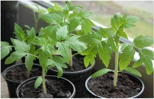 ​ГРАФИК ПОДКОРМОК ТОМАТНОЙ РАССАДЫ