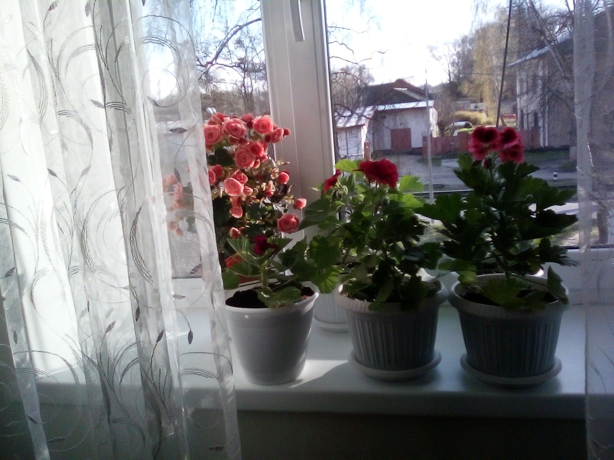 Мои цветы на окне в  Балтийске зимой 2022 год.