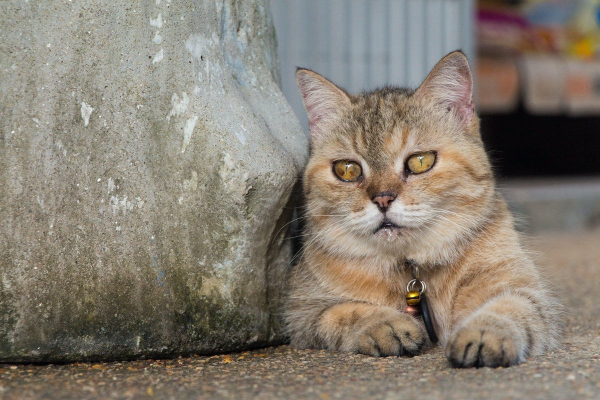 Фото с сайта: https://thecatisinthebox.com/blogs/kitty-contemplations/why-do-cats-drool