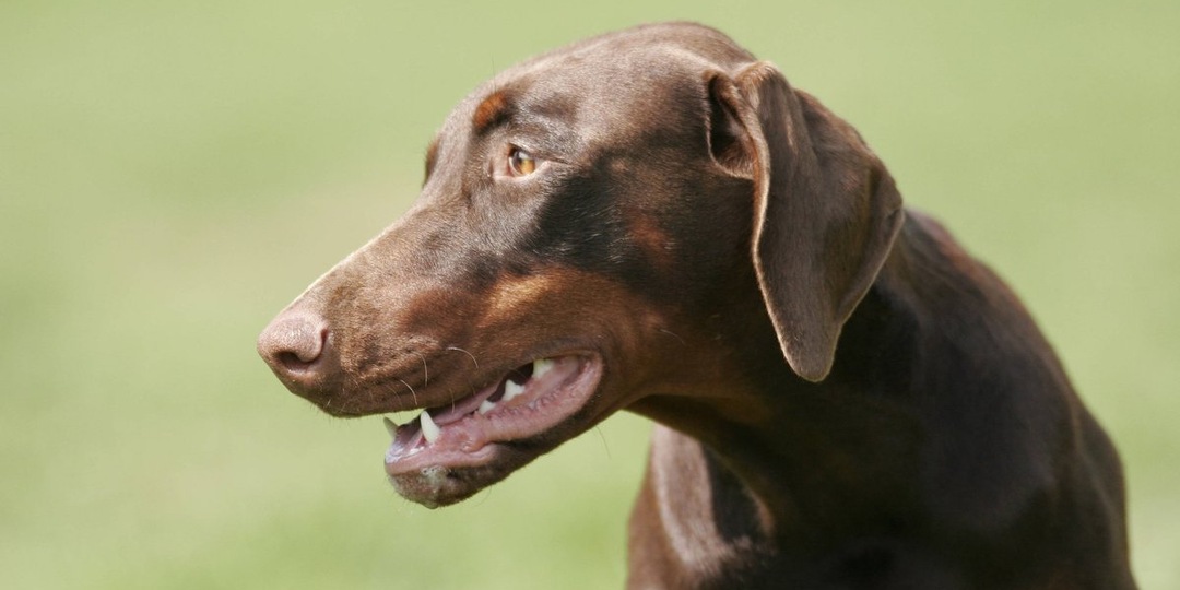 Предательство у больницы: кто оставил истощенного добермана замерзать на улице