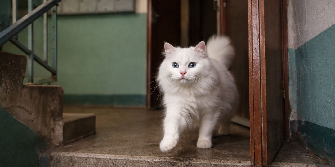 Кошка выбегает из квартиры в подъезд? Одна ошибка хозяев — и опасный побег становится весёлой игрой