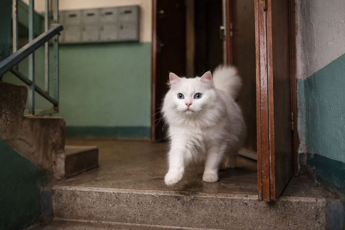Почему кошка выбегает из квартиры в подъезд