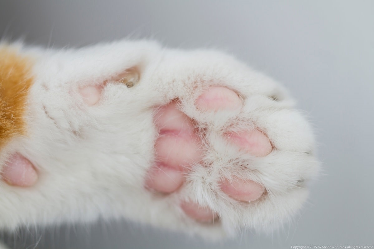 Передняя лапа, фото с сайта: https://www.msn.com/en-us/lifestyle/lifestyle-buzz/fluffy-tuxedo-cat-with-striking-tangerine-tint-looks-like-a-beautiful-sunset/ar-AA1O9tZA