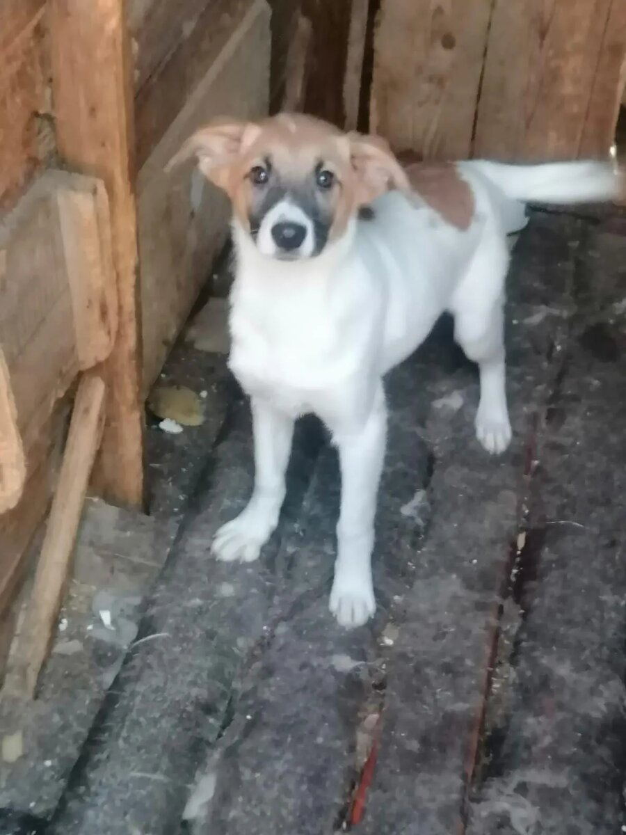 Стеша, малышка, спасенная в степи