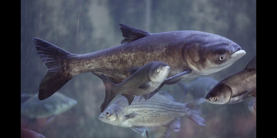 Толстолобик в пруду: как одна рыба спасает воду от зелени и цветения