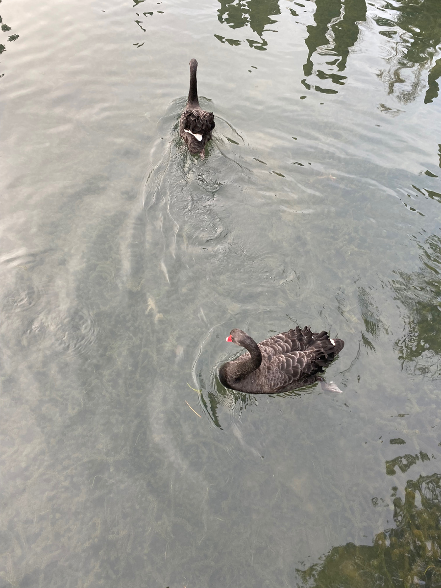 Парочка черных лебедей