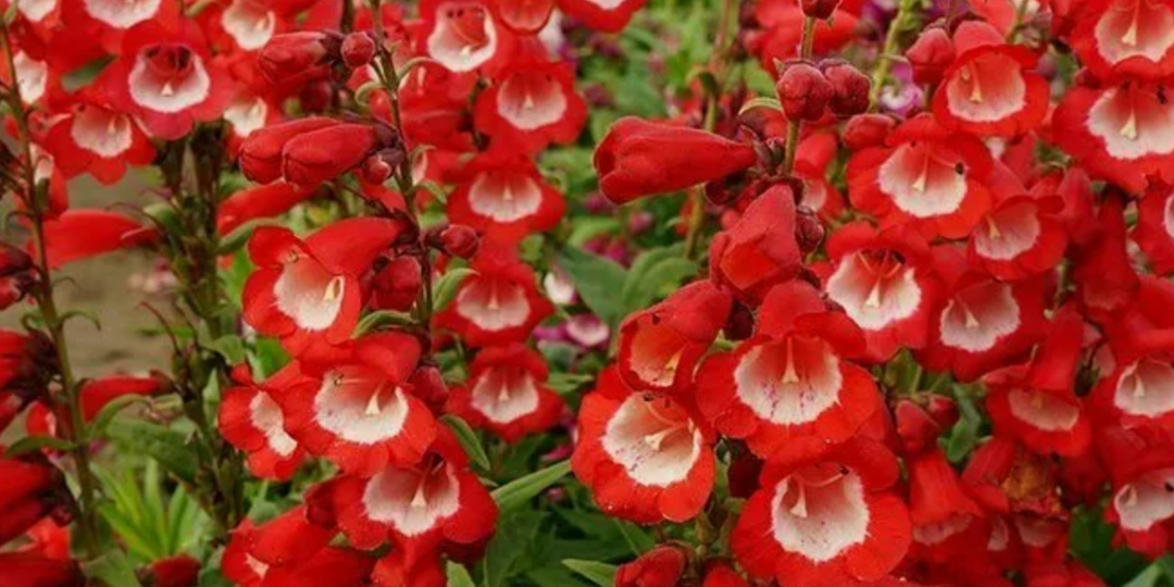 Что посеять в феврале? Посадите эти 6 неприхотливых цветов и будете любоваться их красивым цветением