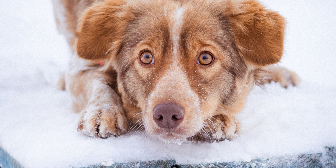 Собака из приюта ищет дом!