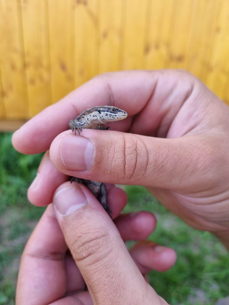пойманная ящерица
