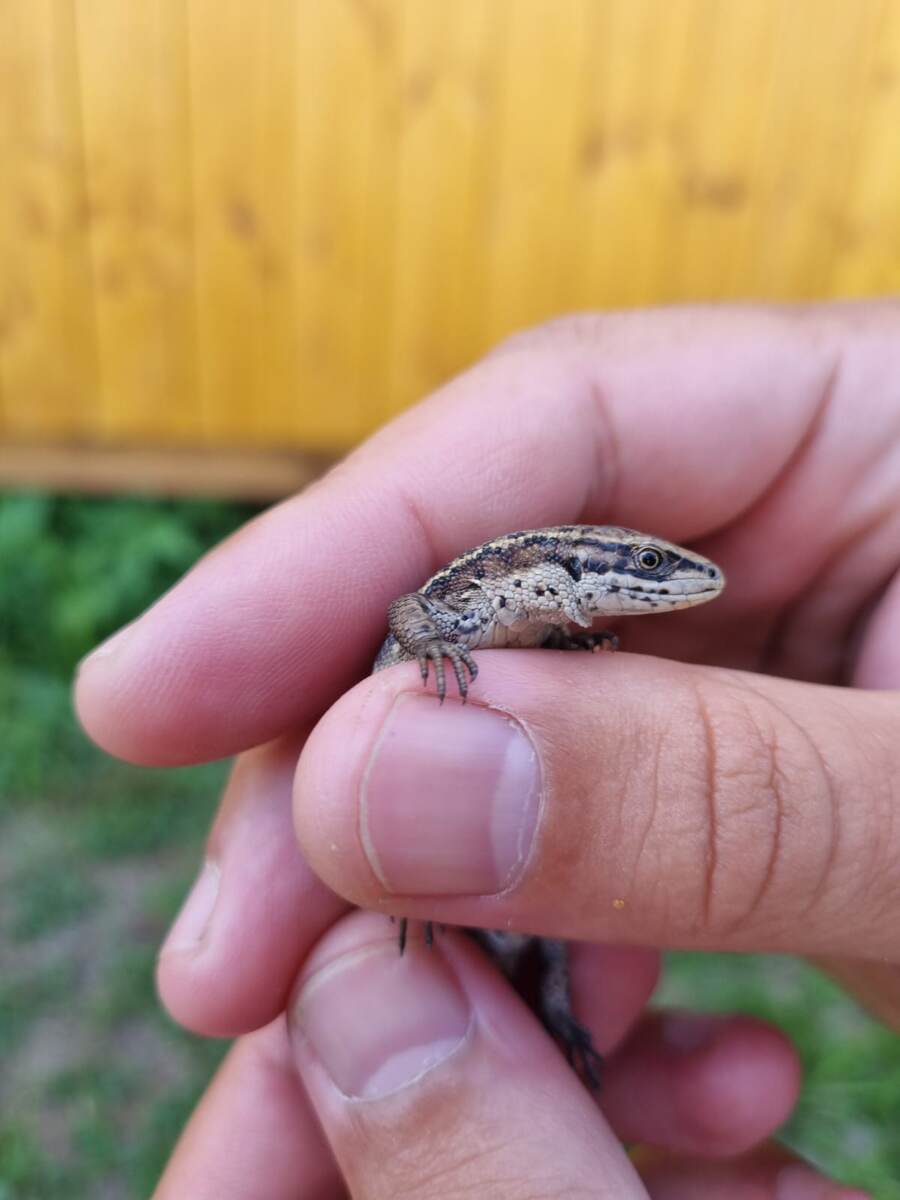 ящерица смотрит в объектив камеры