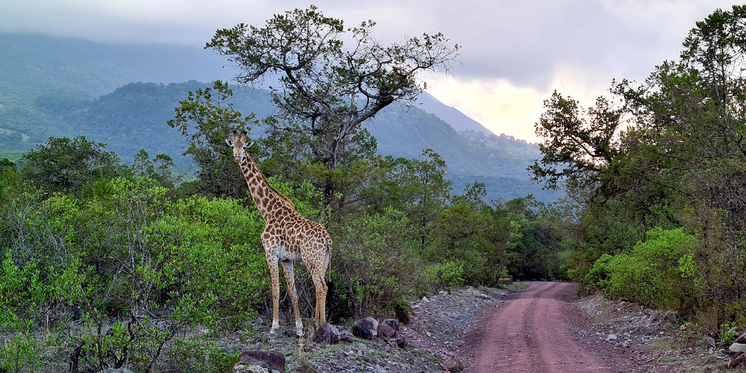 Поездка в Танзанию 2021: Пять опытов в эпоху Омикрона Часть 2