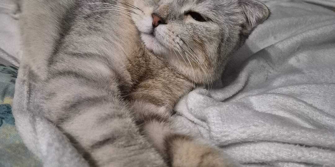 Если у тебя есть кошка - ты меня поймешь