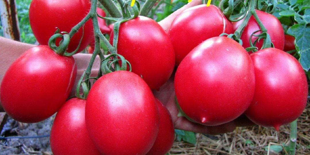 Сорт томатов, покоривший мое сердце: 17-19 кг помидоров с 1 м2, не болеет фитофторой и неприхотлив
