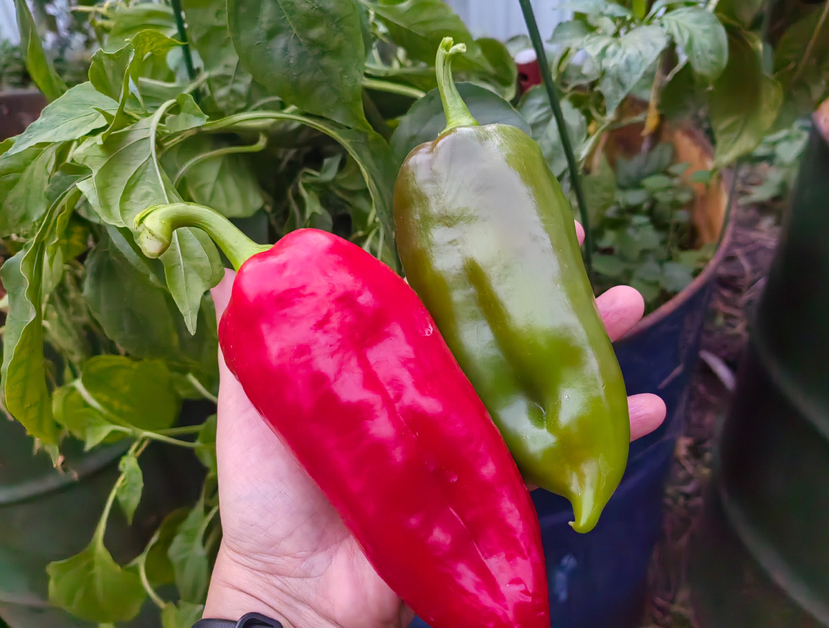 Воловье ухо из своих семян.