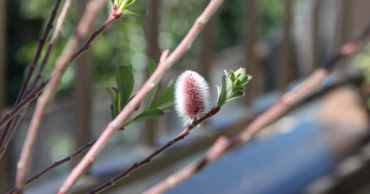 выдержка из блога Одзавы-сенсея