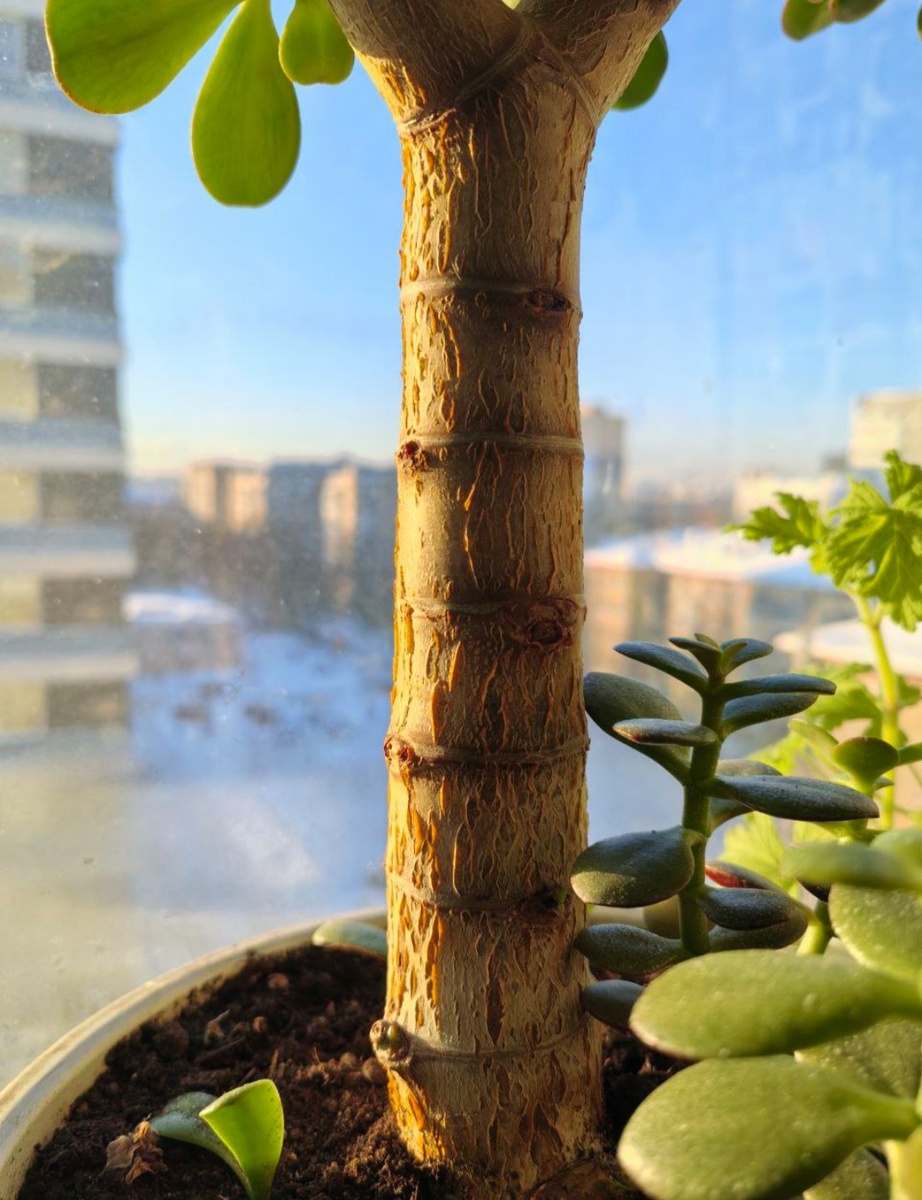 Мощный ствол толстянки и жирненькие листики-денежки