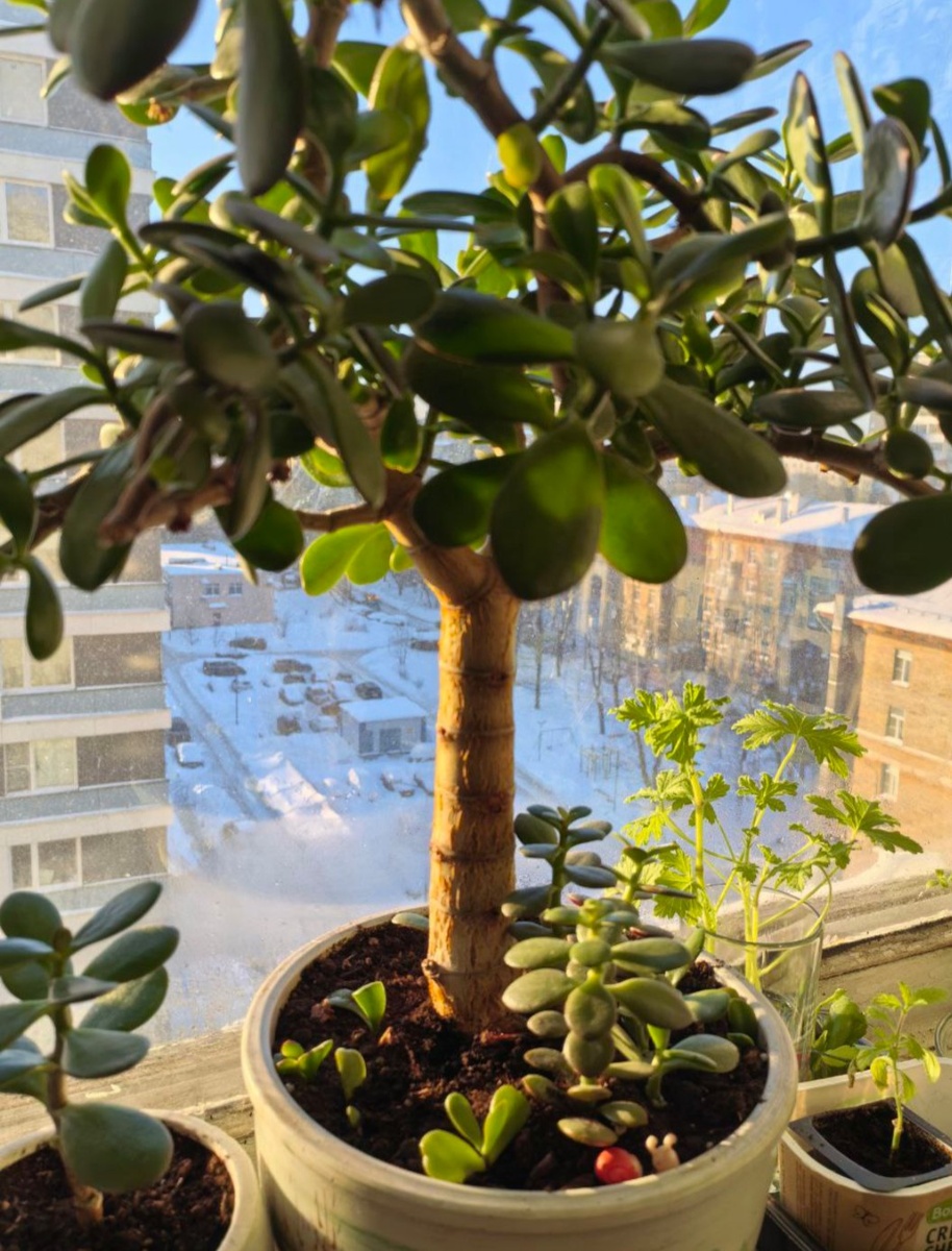 Главное Денедное Дерево, приносящее деньги