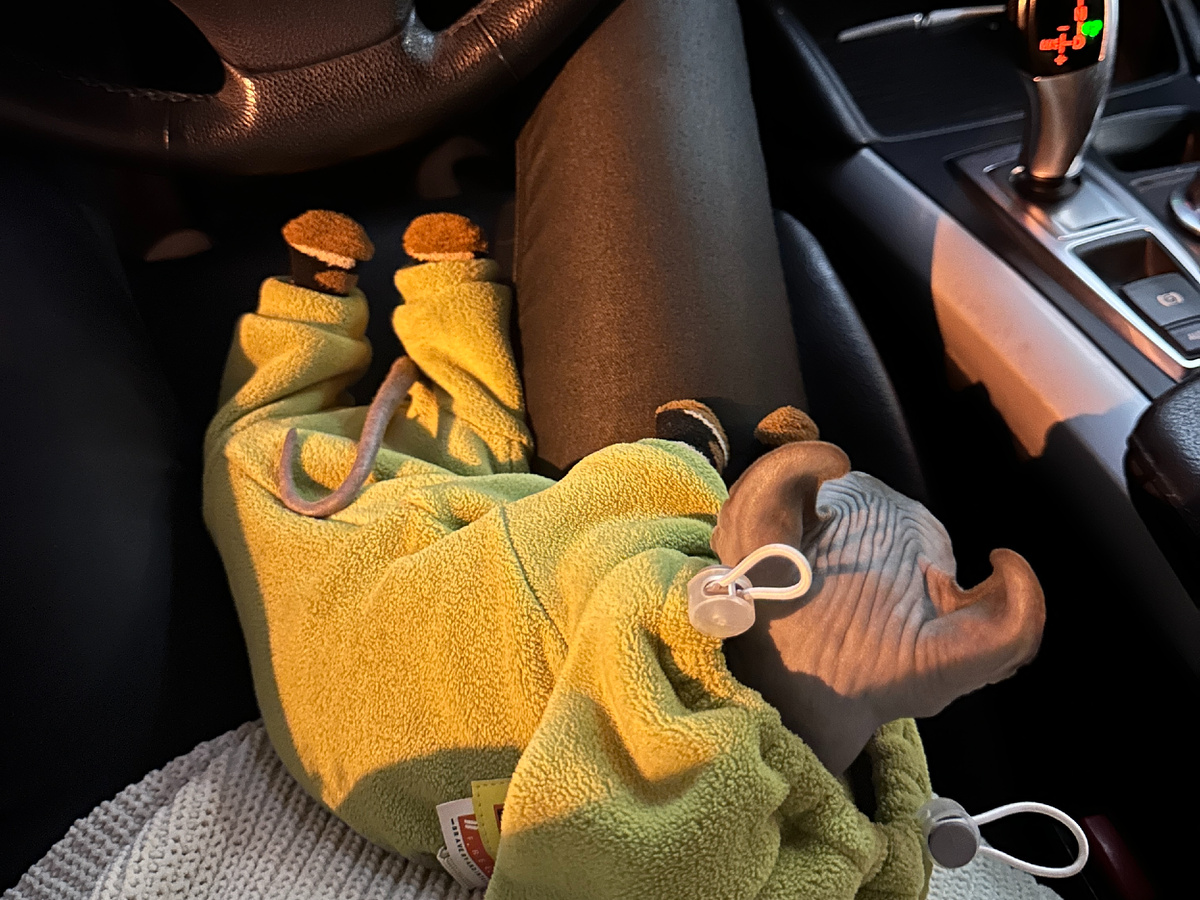 В одной из поездок по городу зимой. Наслаждается подогревом сидений