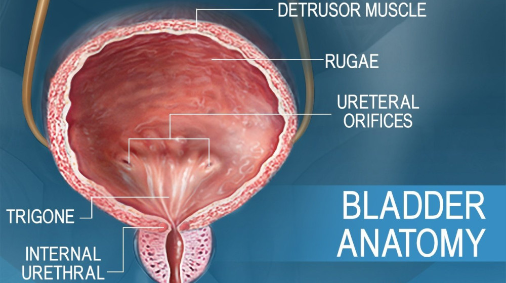    Почему просыпаться ночью в туалет — нормально ли это и сколько раз допустимо