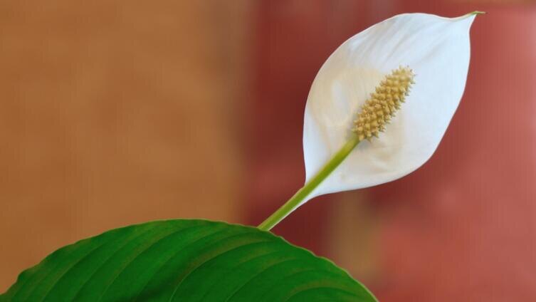    Спатифиллум (Spathiphyllum) Фото: Bruno23, Shutterstock.com