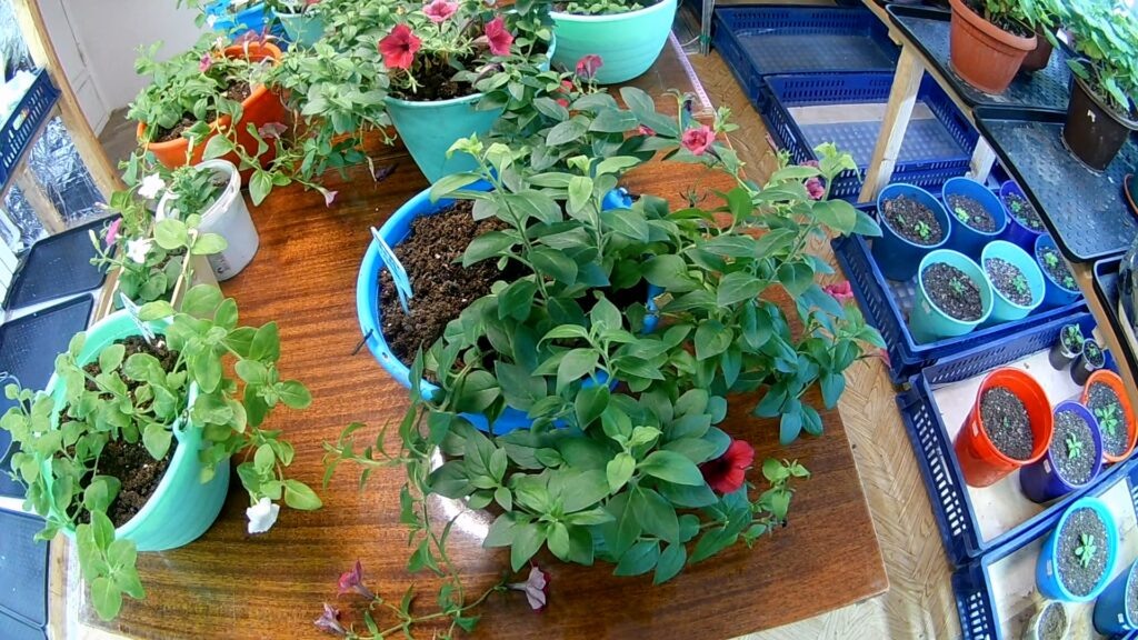 Петунии в январе.