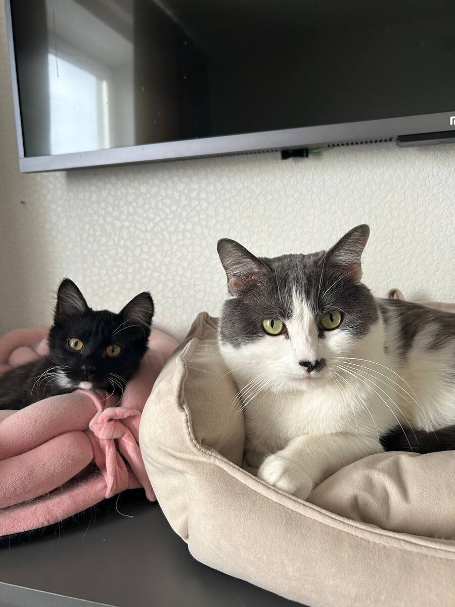 Новогодний малыш и его старший друг