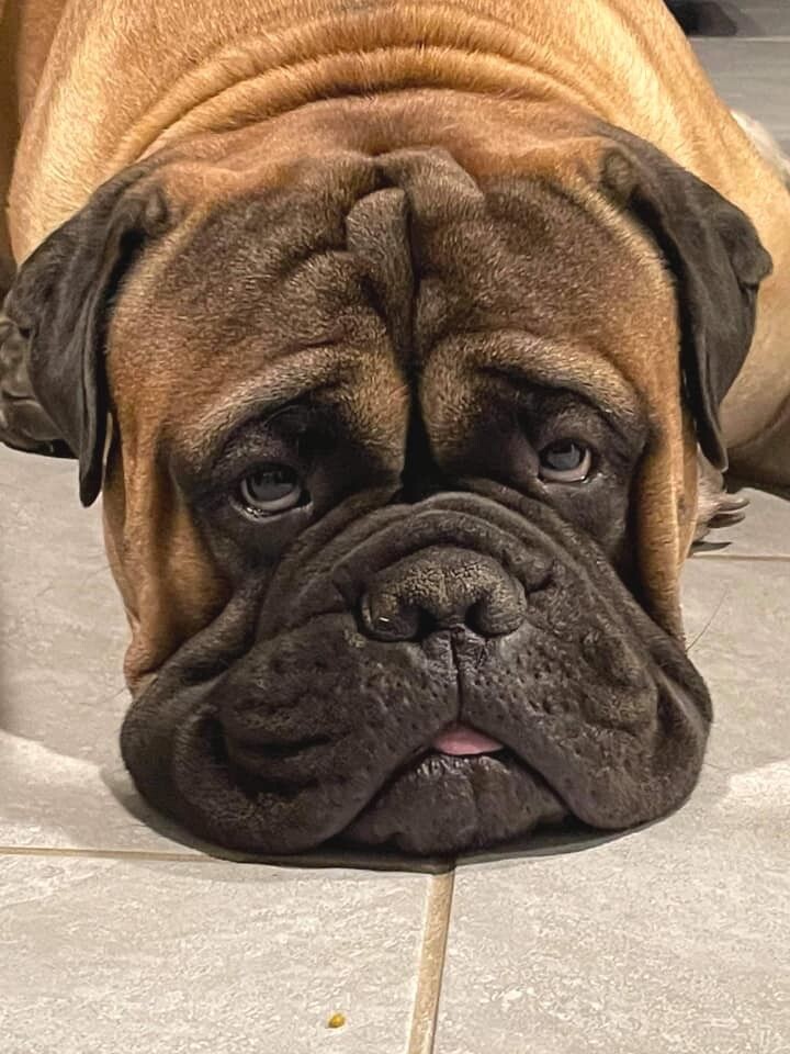 Я бульмастиф. Читайте инструкцию по применению меня внимательно!