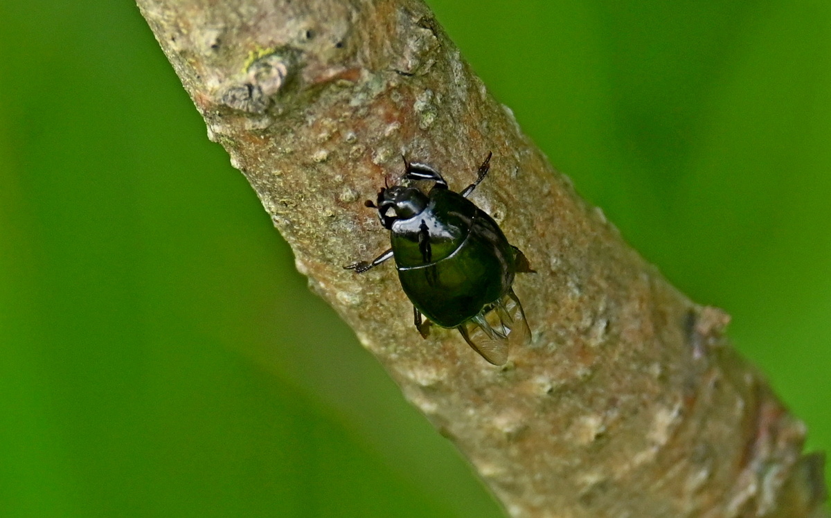 Петяярви, у А-121, 12.07.25