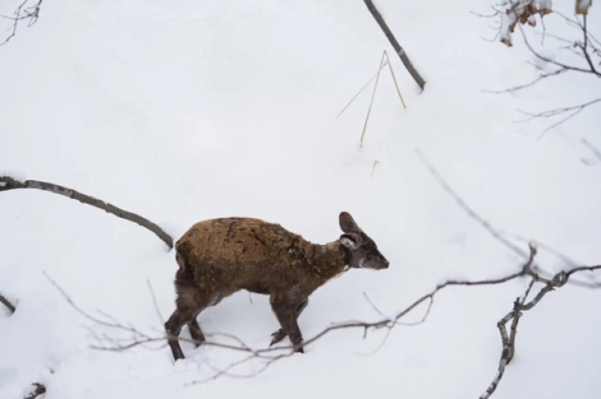    В Хабаровском крае завершилась охота на кабаргу