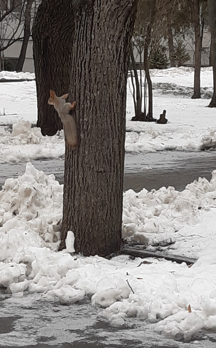 Маленький смелый пушистый.