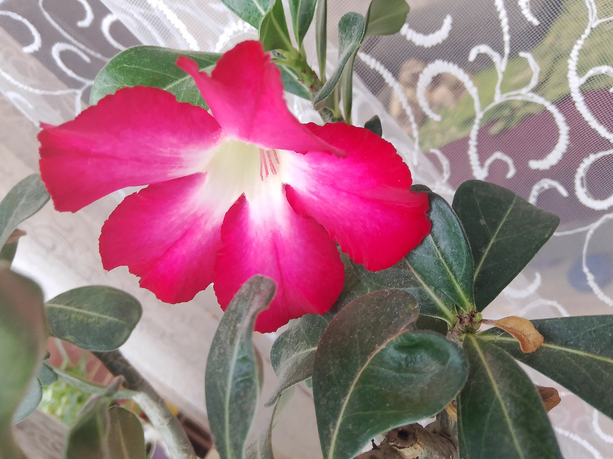 Адениум цветёт 