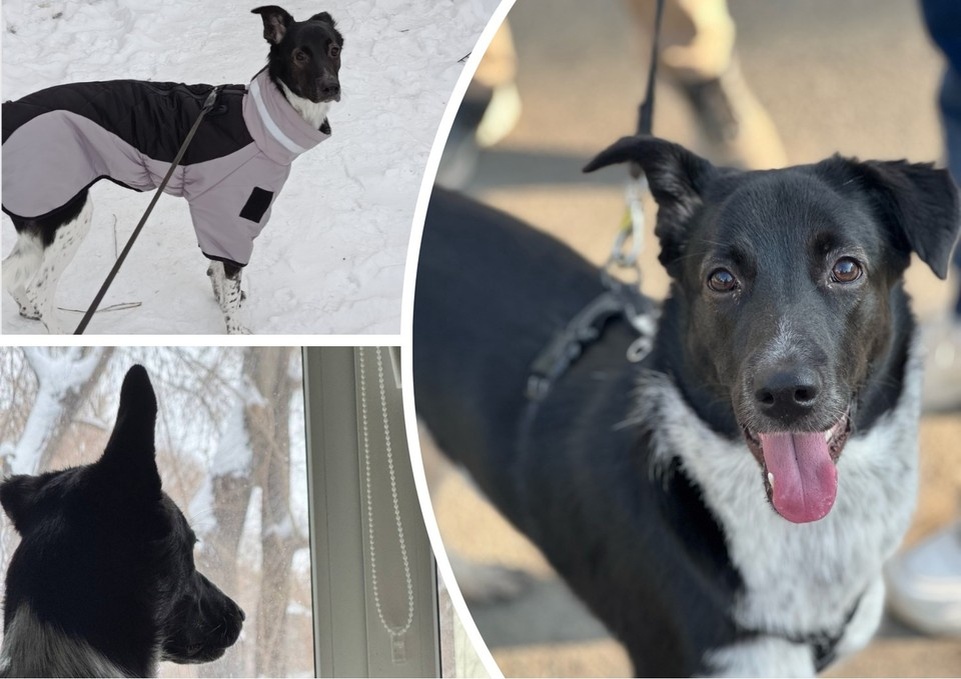    Спустя несколько месяцев домашней жизни собаку отдали обратно волонтерам. Фото предоставлено КП-Челябинск.