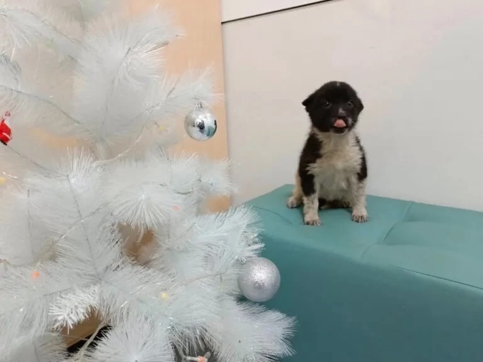    Самое первое фото щенка для пристройства. Фото: приют "Наш дом"/Вк.
