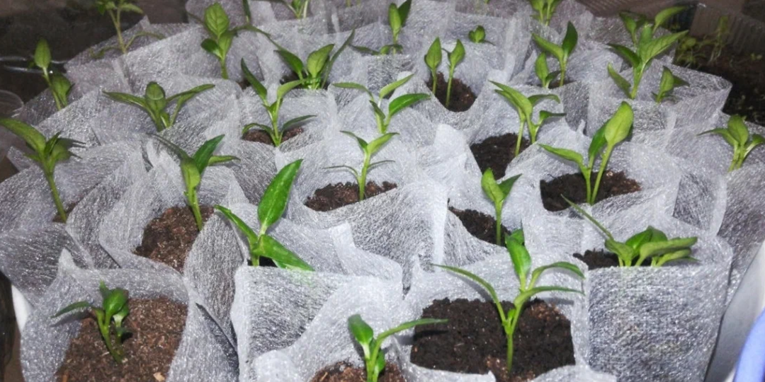 Теперь чайные пакетики не выбрасываю, а «бросаю» прямо в стаканчики. Больше не трачу деньги впустую