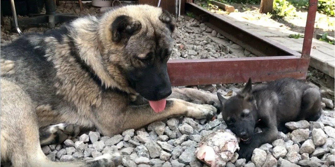 Собака принесла 2 щенят из леса. А они оказались волком. И отблагодарили человека когда это было необходимо больше всего