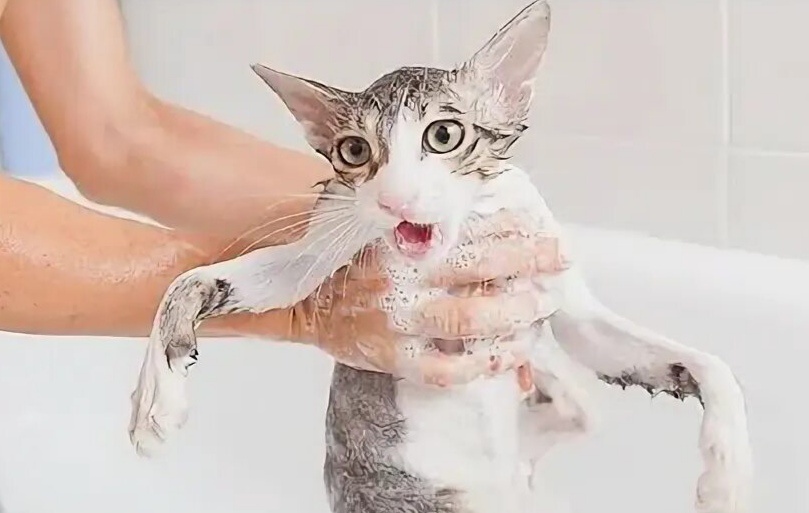 Как помыть кошку и от чего страх воды